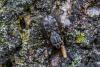Muscina sp.